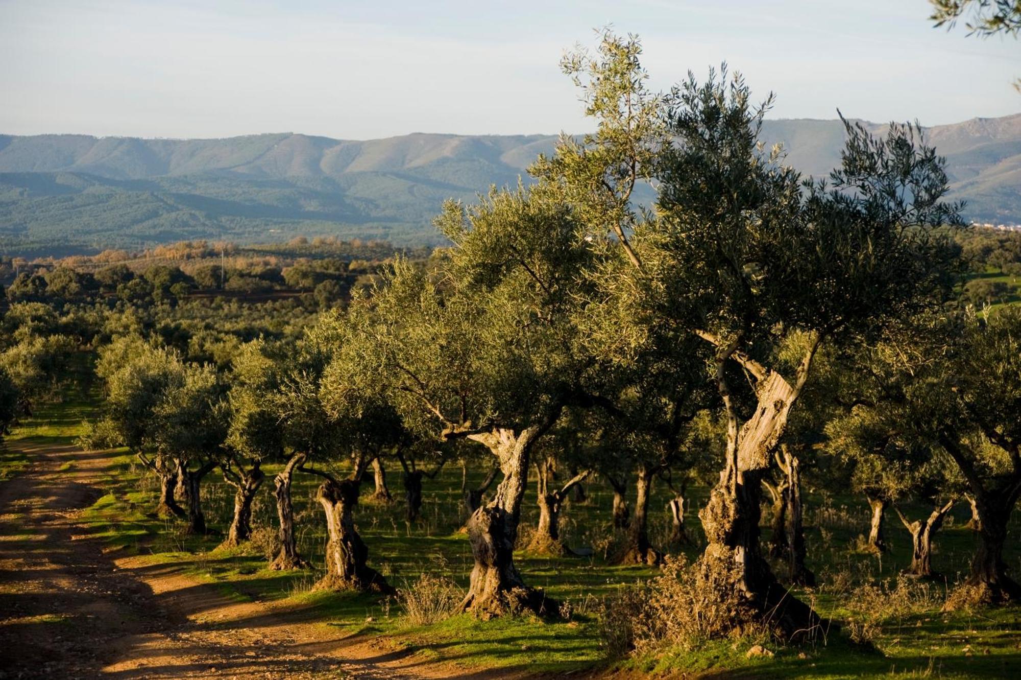 Habitat Cigueena Negra Valverde del Fresno Exteriör bild