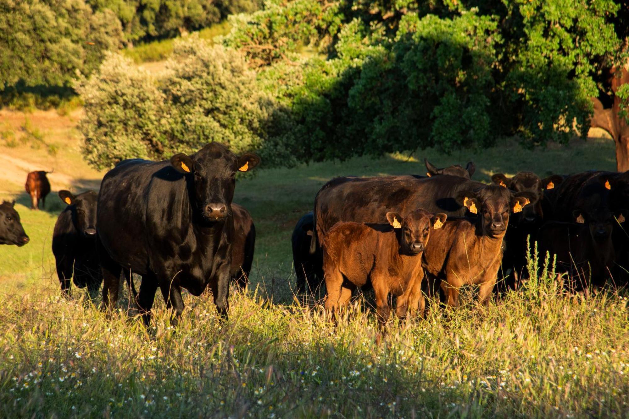 Habitat Cigueena Negra Valverde del Fresno Exteriör bild